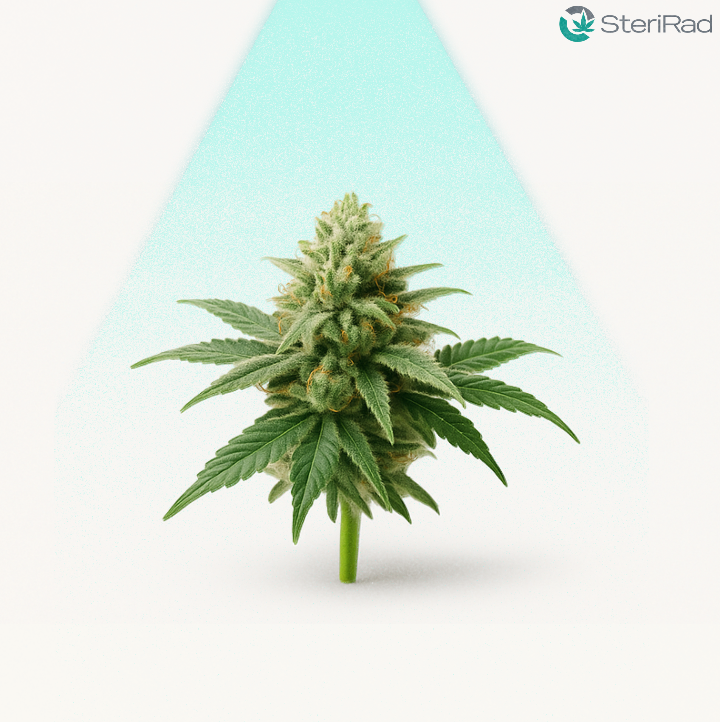 Cannabis Decontamination: Why X-Ray Stands Above The Rest